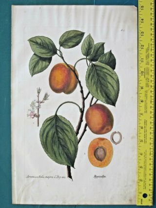 Rare Large Handc.  Engr.  Knorr,  Regnum Florae,  1750ff,  Apricots,  Armeniaca Mala,  Majora