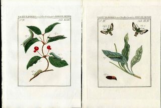 1762 Sepp Butterfly,  Sphinx Hawk Moth,  Red Berries,  2 Antique Prints,  Text