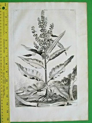 Rare&large Engrav.  Abraham Munting,  Britannica Americana Plant,  1696