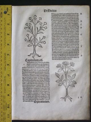 Incunabula,  Hortus,  Garden Of Health,  3 Woodcuts,  Medicinal Plants,  Strasbourg,  C.  1497