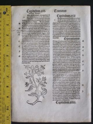 Incunabula,  Hortus,  Garden of Health,  3 Woodcuts,  medicinal Plants,  Strasbourg,  c.  1497 2