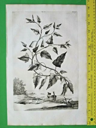 Rare&large Flower Eng.  A.  Munting,  Purgative Potato,  Batata Purgativae,  1696