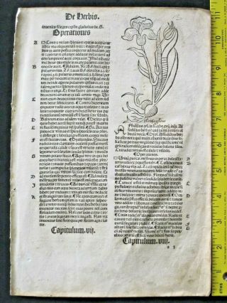 Incunabula,  Hortus,  Garden Of Health,  2 Woodcuts,  Iris,  Mushrooms On Tree,  C.  1497
