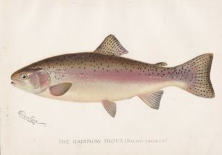 Antique Fish Print: The Rainbow Trout By Sherman F.  Denton 1896