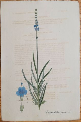 Mann Foreign Medicinal Plants Colored Folio Lavender 1830