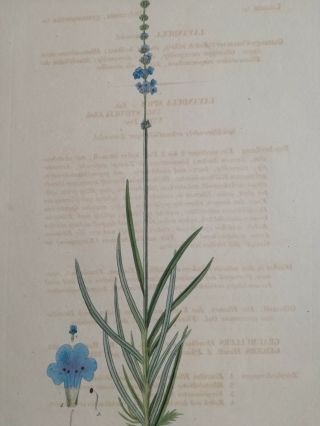 Mann Foreign Medicinal Plants Colored Folio Lavender 1830 2