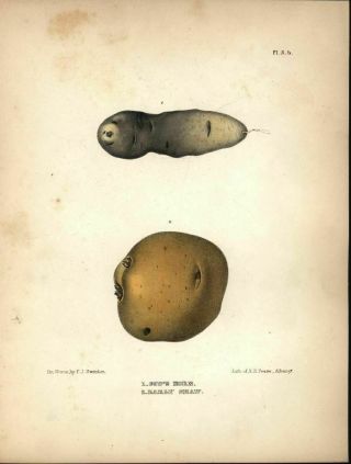 Cows Horn & Early Shaw Potato 1848 Antique Color Lithograph Print