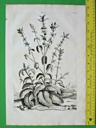 Rare&large Flower Eng.  A.  Munting,  Dead - Nettle,  Horminum Boeticum Coronatum Rub.  1696