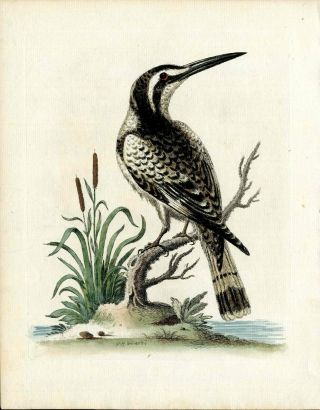 1743 George Edwards Bird Print Hand Color Bird Black & White Kingfisher