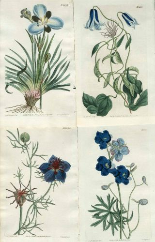 1810 Curtis Botanical Blue Clematis Delphinium Nigella 4 Antique Prints Top Set