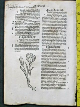 Medieval Herbal,  Incunabula,  Hortus Sanitatis,  Garden Of Health,  Tulip,  C.  1497