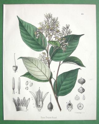 Benzoin Oil Tree Styrax Medicinal Plant - 1860 Scarce Color Botanical Print