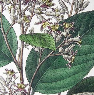 BENZOIN OIL TREE Styrax Medicinal Plant - 1860 SCARCE Color Botanical Print 2