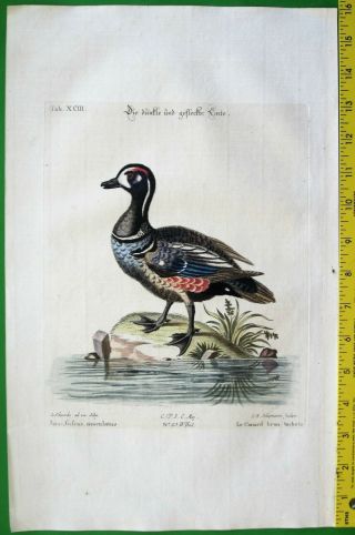 George Edwards,  Colorful Duck,  Anas,  Fuscus,  Maculatus,  Handcol.  Engr.  C.  1749