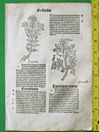 Medieval Herbal,  Incunabula,  Hortus Sanitatis,  Garden Of Health,  Origanum,  &,  C.  1497