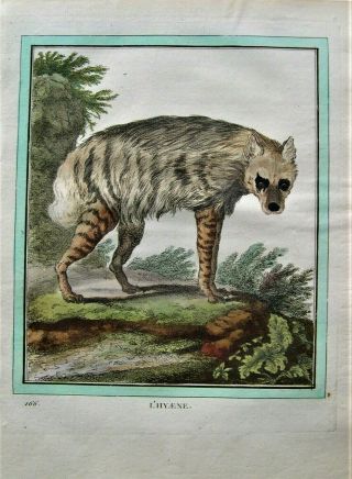 Buffon Antique Hand Colored Print: Hyena Engraving: Paris 1770 - 1786