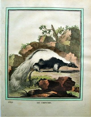Buffon Antique Hand Colored Print: Skunk Print: Paris 1770 - 1786