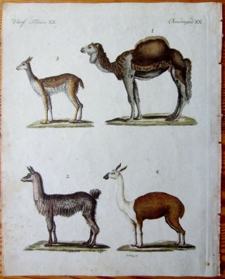 Bertuch: Handcolored Print Animals Camel Llama - 1799