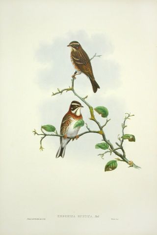 1862 John Gould Birds Great Britain 1st Ed Print Rare Rustic Bunting