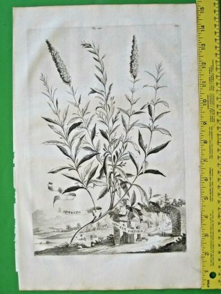 Rare&large Engrav.  A.  Munting,  Ironwort,  Mountain Tea,  Sideritis Spicata Foetida,  1696