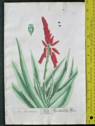 Aloe,  Aloe Sucotrina,  Handcol.  Eng.  Blackwell,  Herbarium,  1760.