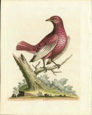 1743 George Edwards Antique Bird Print Hand Color Red Pompadour