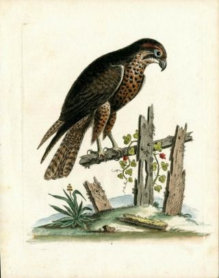 1743 George Edwards Antique Bird Print Hand Color Spotted Hawk,  Falcon