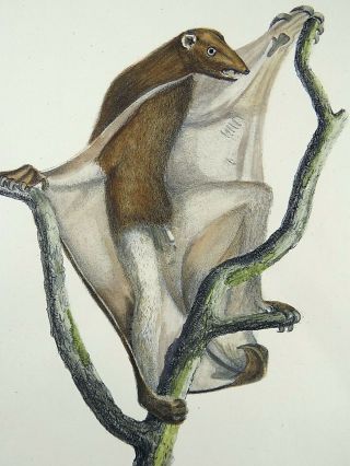 1824 Flying Lemur - K.  J.  Brodtmann Hand Colored Folio Lithography