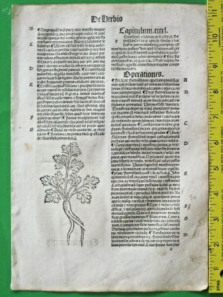 Medieval Herbal,  Incunabula,  Hortus Sanitatus,  Garden Of Health,  Parsley,  C.  1497