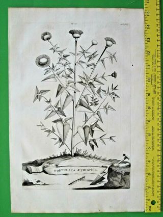 Rare&large Flower Eng.  A.  Munting,  Purslane,  Portulaca Aethiopica,  1696