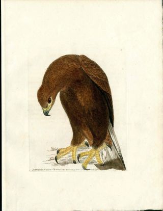 1795 Lewin Birds Of Great Britain Print Color Engraving Ring Tail Eagle