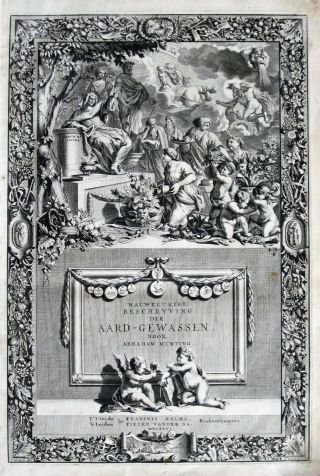 Rare&large Engrav.  A.  Munting,  Lignum vitae,  Wood of life,  Guajacum verum majus,  1696 4