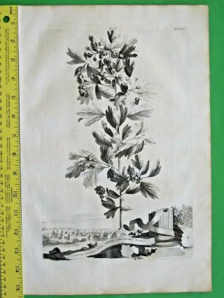 Rare&large Engrav.  A.  Munting,  Hawthorn,  Oxyacantha,  Sive Spina Alba Flore Pleno,  1696