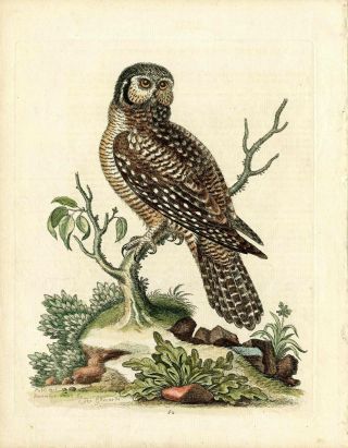 1743 George Edwards History Birds Print Hand Color Little Hawk Owl