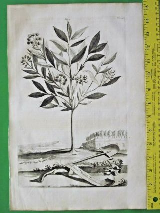 Rare&large Engrav.  A.  Munting,  Strawberry Tree,  Arbutus Humilis Virginiana,  1696