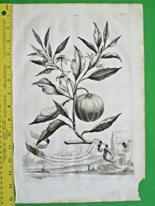 Rare&large Engrav.  Abraham Munting,  Banana Plant,  Musa Fructus,  1696