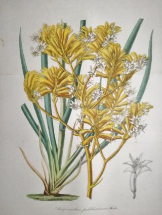 Van Houtte: Garden Flowers Large Print Anigosanthus From Australia - 1854 (ns)