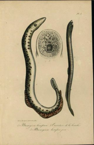 Sea Lamprey Fearsome Mouth Teeth Parasite C.  1840 Antique Hand Color Print