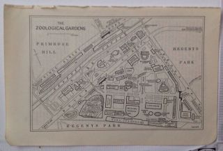 Sketch Plan Of The Zoological Gardens,  London,  1953 Vintage Map,