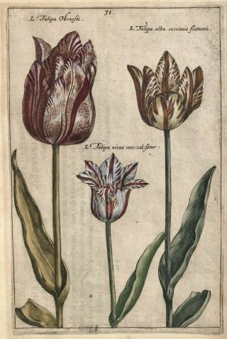 17th Century Hand Colored Copper Plate Engraving Of Tulips