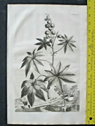 Rare&large Flower Eng.  A.  Munting,  Aardgewassen,  Castor Bean,  Ricinus Americanus,  1696