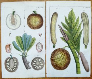 Wilhelm: Handcolored Print Bread Fruit 2 Prints - 1800