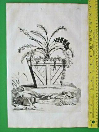 Rare&large Flower Eng.  A.  Munting,  Aardgewassen,  Potted Jacea Candida Ragusiana,  1696