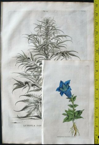 Rare&large Flower Eng.  A.  Munting,  Aardgewassen,  Potted Jacea candida ragusiana,  1696 2