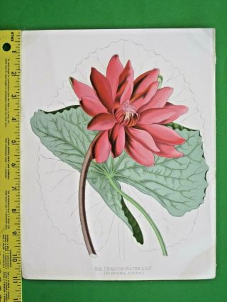 4 Large Color Lithographs.  Rhododendron &.  From Paxton.  S Flower Garden,  C,  1882