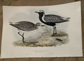 John Gould Bastard Or Grey Plover Birds Of Europe.  Lithograph 1832 - 37