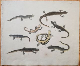 Strack Rare Handcolored Print Amphibian Salamander (2) - 1819
