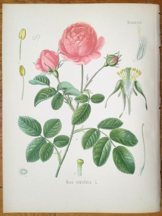 Koehler: Large Chromo Medicinal Plants Rose Rosa Centifolia 1887