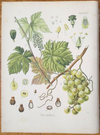 Koehler: Large Chromo Medicinal Plants Wine Vitis Vinifera 1887
