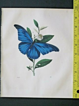 Blue Morpho On A Tea Bush Branch,  Book Of The World,  Handcol.  Litho.  1847